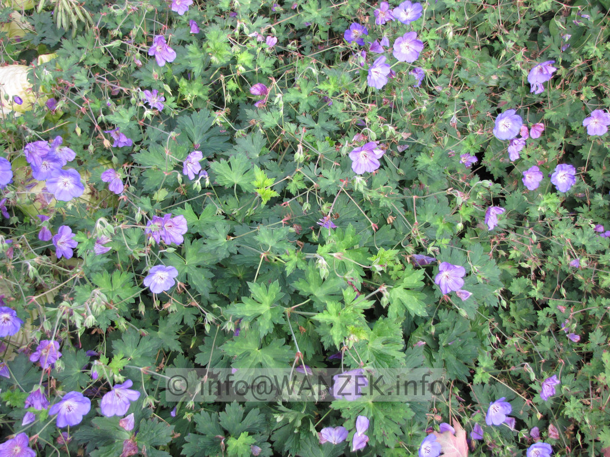 Geranium Hybride Rozanne 01.JPG